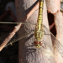 Orthetrum caledonicum at West Wodonga, VIC - 13 Mar 2023 10:32 AM