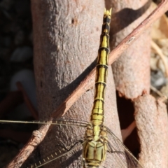 Orthetrum caledonicum at West Wodonga, VIC - 13 Mar 2023 10:32 AM