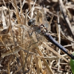 Unidentified Dragonfly (Anisoptera) at West Wodonga, VIC - 13 Mar 2023 by KylieWaldon