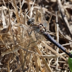 Orthetrum caledonicum (Blue Skimmer) at West Wodonga, VIC - 13 Mar 2023 by KylieWaldon