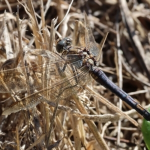 Orthetrum caledonicum (TBC) at suppressed by KylieWaldon