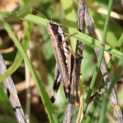 Macrotona sp. (genus) (Macrotona grasshopper) at Wodonga - 12 Mar 2023 by KylieWaldon