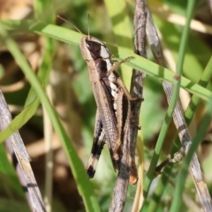 Macrotona sp. (genus) (Macrotona grasshopper) at West Wodonga, VIC - 12 Mar 2023 by KylieWaldon