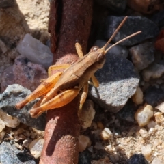 Phaulacridium vittatum (Wingless Grasshopper) at West Wodonga, VIC - 13 Mar 2023 by KylieWaldon