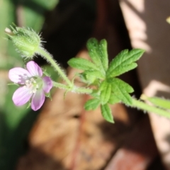 Geranium solanderi var. solanderi (Native Geranium) at West Wodonga, VIC - 12 Mar 2023 by KylieWaldon