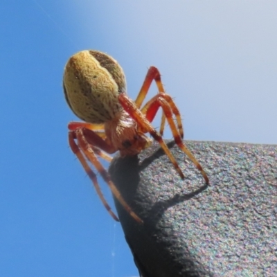 Unidentified Orb-weaving spider (several families) at Monash, ACT - 13 Mar 2023 by RodDeb