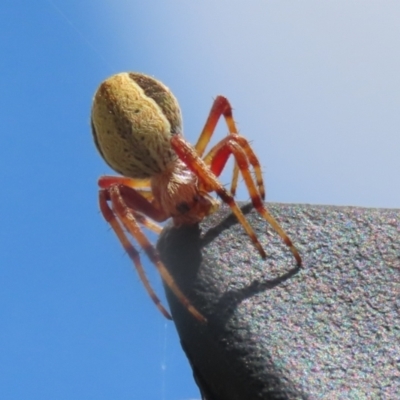 Salsa fuliginata (Sooty Orb-weaver) at Monash, ACT - 13 Mar 2023 by RodDeb