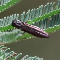 Agrilus hypoleucus (Hypoleucus jewel beetle) at West Wodonga, VIC - 12 Mar 2023 by KylieWaldon
