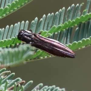 Agrilus hypoleucus at West Wodonga, VIC - 13 Mar 2023