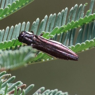 Agrilus hypoleucus (Hypoleucus jewel beetle) at Wodonga - 12 Mar 2023 by KylieWaldon