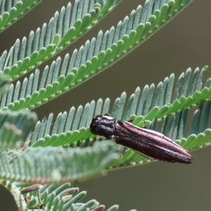 Agrilus hypoleucus at West Wodonga, VIC - 13 Mar 2023