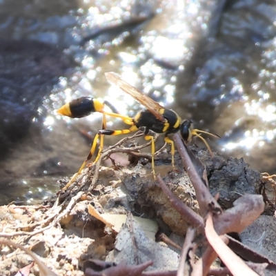 Sceliphron laetum (Common mud dauber wasp) at West Wodonga, VIC - 13 Mar 2023 by KylieWaldon