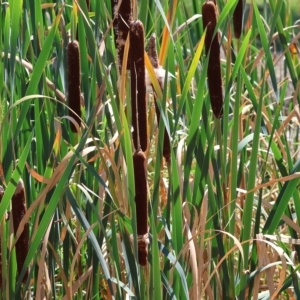 Typha sp. (Cumbungi) at West Wodonga, VIC by KylieWaldon