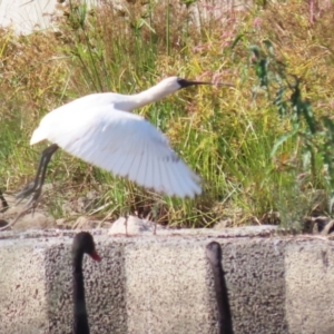 Platalea regia at Monash, ACT - 13 Mar 2023 10:37 AM