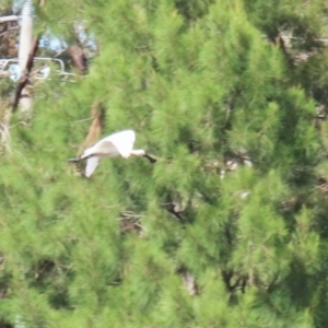 Platalea regia at Monash, ACT - 13 Mar 2023