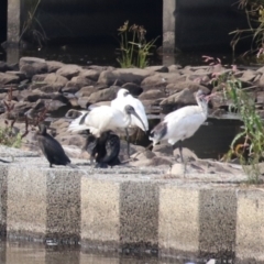 Platalea regia at Monash, ACT - 13 Mar 2023