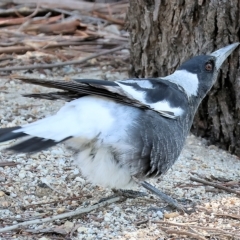 Gymnorhina tibicen (Australian Magpie) at Wodonga - 13 Mar 2023 by KylieWaldon