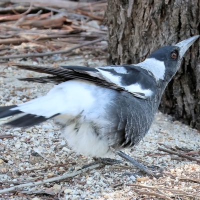 Gymnorhina tibicen (Australian Magpie) at Wodonga - 13 Mar 2023 by KylieWaldon