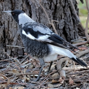 Gymnorhina tibicen at West Wodonga, VIC - 13 Mar 2023