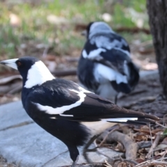 Gymnorhina tibicen at West Wodonga, VIC - 13 Mar 2023