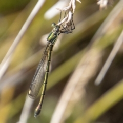 Synlestes weyersii (Bronze Needle) at Rendezvous Creek, ACT - 12 Mar 2023 by SWishart