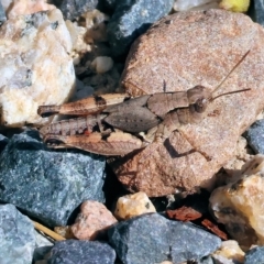 Phaulacridium vittatum (Wingless Grasshopper) at West Wodonga, VIC - 12 Mar 2023 by KylieWaldon