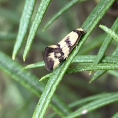 Olbonoma triptycha (Chezela Group) at Jerrabomberra, NSW - 13 Mar 2023 by SteveBorkowskis