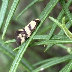 Olbonoma triptycha at Jerrabomberra, NSW - 13 Mar 2023