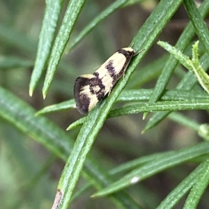 Olbonoma triptycha at Jerrabomberra, NSW - 13 Mar 2023 02:45 PM