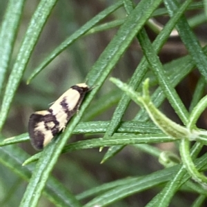 Olbonoma triptycha at Jerrabomberra, NSW - 13 Mar 2023 02:45 PM