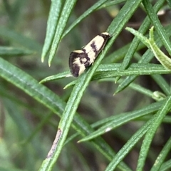 Olbonoma triptycha at Jerrabomberra, NSW - 13 Mar 2023 02:45 PM