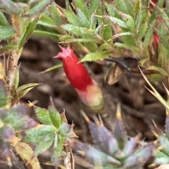 Astroloma humifusum (Cranberry Heath) at Jerrabomberra, NSW - 13 Mar 2023 by Steve_Bok