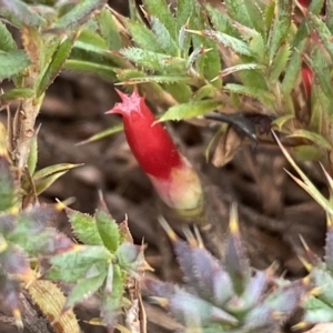 Styphelia humifusum at Jerrabomberra, NSW - 13 Mar 2023