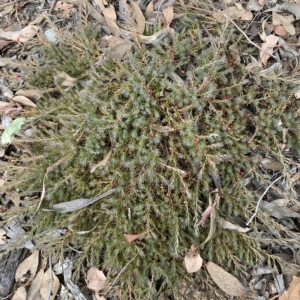 Styphelia humifusum at Jerrabomberra, NSW - 13 Mar 2023 03:29 PM