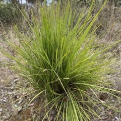 Lomandra multiflora (Many-flowered Matrush) at Mount Jerrabomberra - 13 Mar 2023 by Steve_Bok