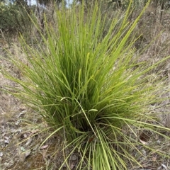 Lomandra longifolia (Spiny-headed Mat-rush, Honey Reed) at Jerrabomberra, NSW - 13 Mar 2023 by Steve_Bok