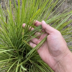 Lomandra multiflora at Jerrabomberra, NSW - 13 Mar 2023