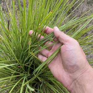 Lomandra multiflora at Jerrabomberra, NSW - 13 Mar 2023 03:11 PM