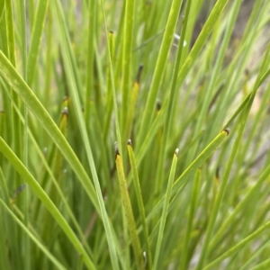 Lomandra multiflora at Jerrabomberra, NSW - 13 Mar 2023 03:11 PM