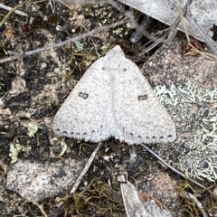 Amelora (genus) (Nacophorini) at Jerrabomberra, NSW - 13 Mar 2023 by Steve_Bok