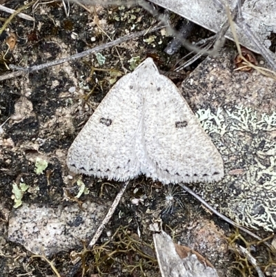 Amelora (genus) (Nacophorini (Ennominae)) at Jerrabomberra, NSW - 13 Mar 2023 by SteveBorkowskis