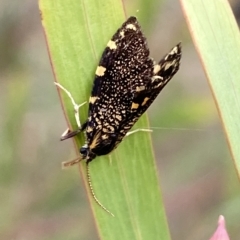 Cebysa leucotelus (Australian Bagmoth) at QPRC LGA - 13 Mar 2023 by Steve_Bok