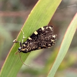 Cebysa leucotelus at Jerrabomberra, NSW - 13 Mar 2023 02:49 PM