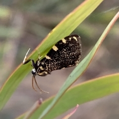 Cebysa leucotelus at Jerrabomberra, NSW - 13 Mar 2023 02:49 PM