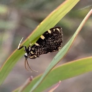 Cebysa leucotelus at Jerrabomberra, NSW - 13 Mar 2023 02:49 PM