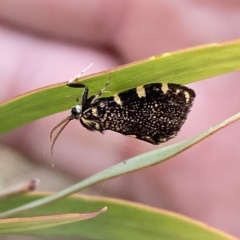 Cebysa leucotelus at Jerrabomberra, NSW - 13 Mar 2023 02:49 PM