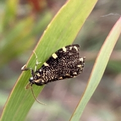 Cebysa leucotelus at Jerrabomberra, NSW - 13 Mar 2023 02:49 PM