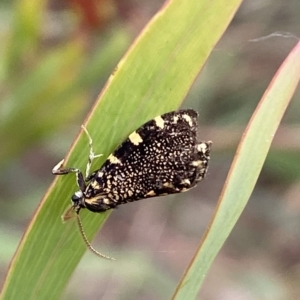 Cebysa leucotelus at Jerrabomberra, NSW - 13 Mar 2023 02:49 PM