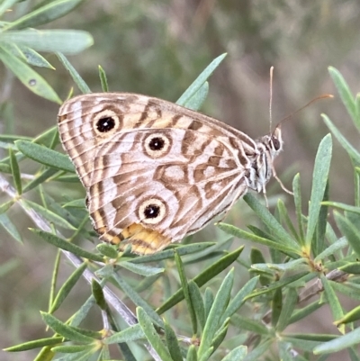 Geitoneura acantha (Ringed Xenica) at QPRC LGA - 13 Mar 2023 by Steve_Bok