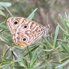 Geitoneura acantha at Jerrabomberra, NSW - 13 Mar 2023